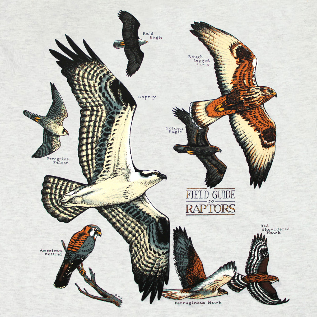Field Guide To Raptors Adult Ash T-shirt – Liberty Graphics