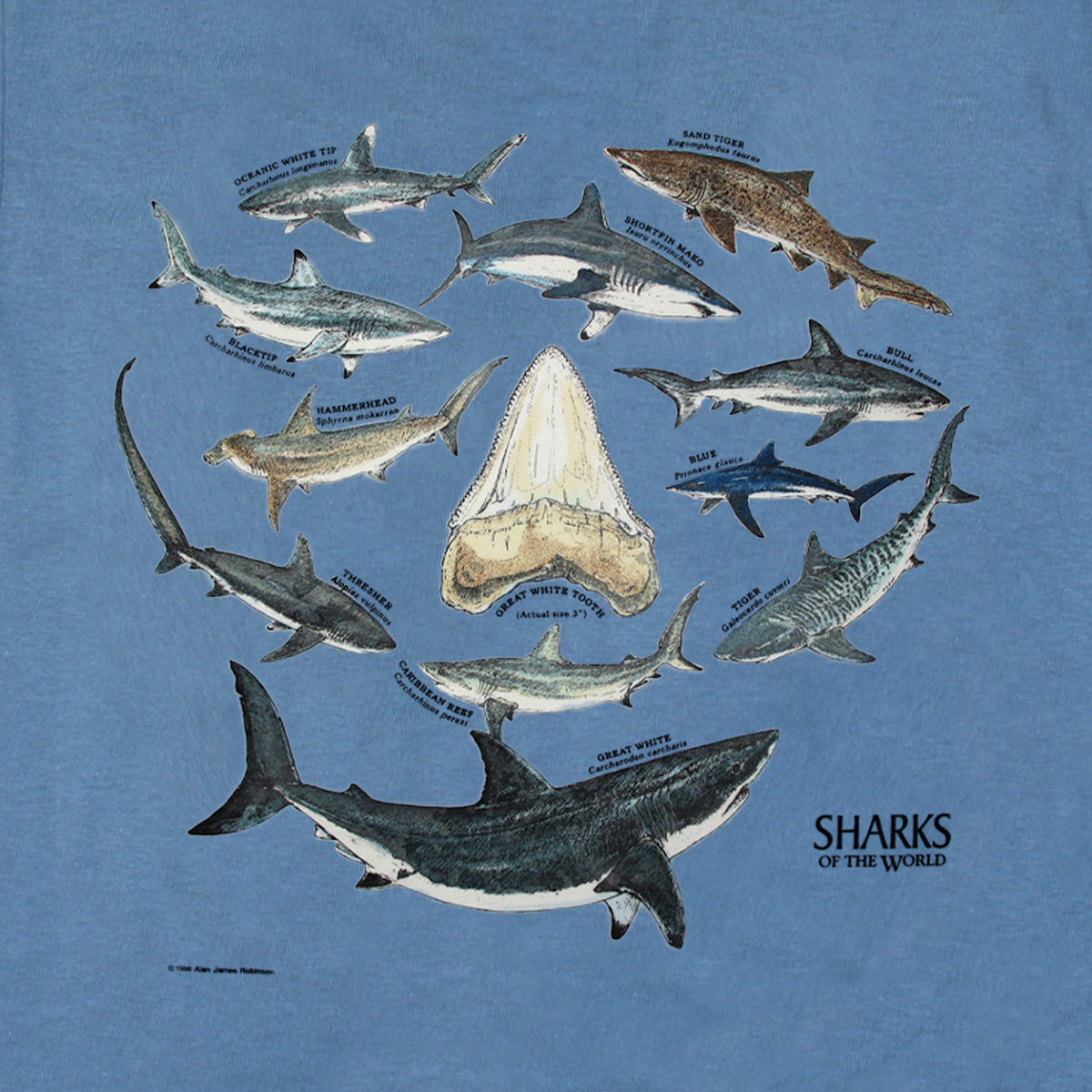 Hammerhead shark T Shirt Designs Graphics & More Merch