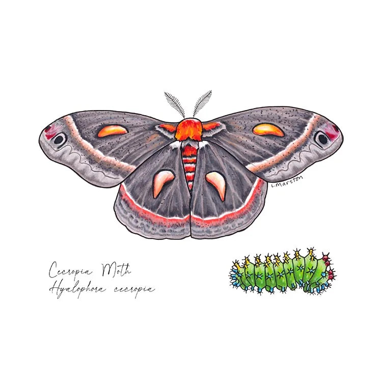 3 Legged Dog Ink Wall Calendar 2026 - POS