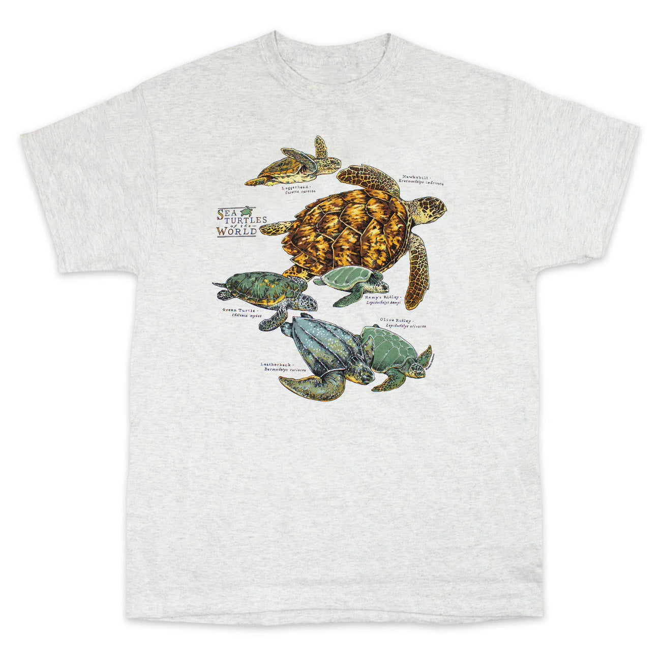 新品★N.HOOLYWOOD for AMERI TURTLE TOP seaturtles_adult_5e12ed8f-f384