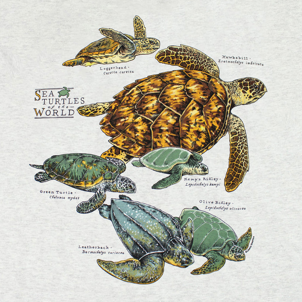 Sea Turtles Of The World Adult Ash T-shirt – Liberty Graphics