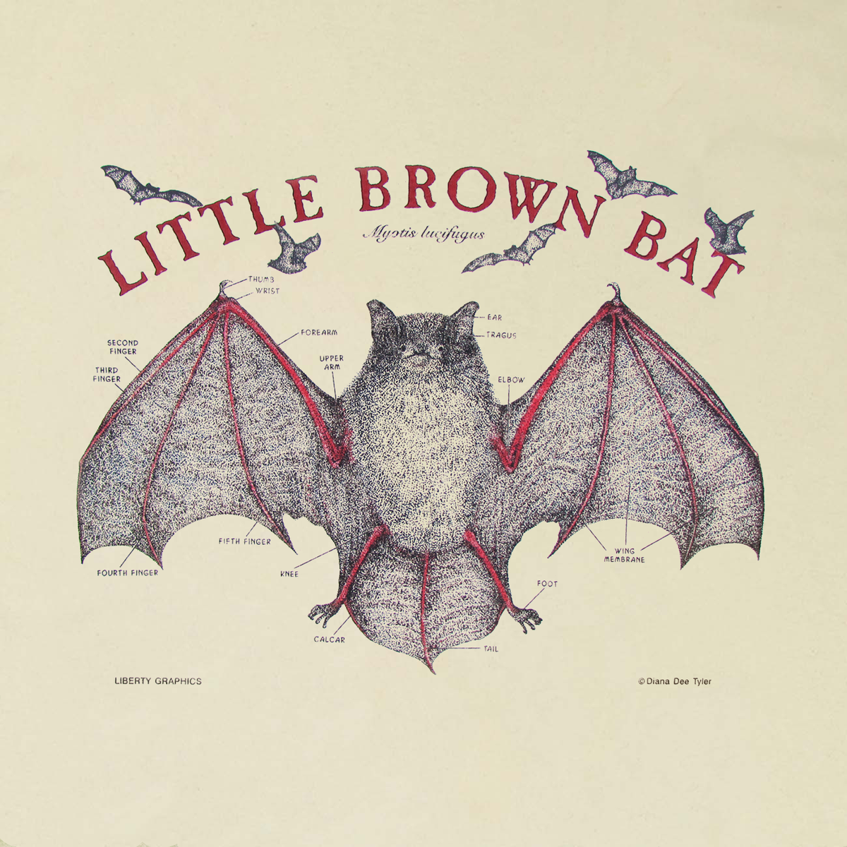 Little Brown Bat Adult Natural T-shirt – Liberty Graphics